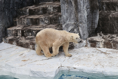北極熊：極地之王的生態故事